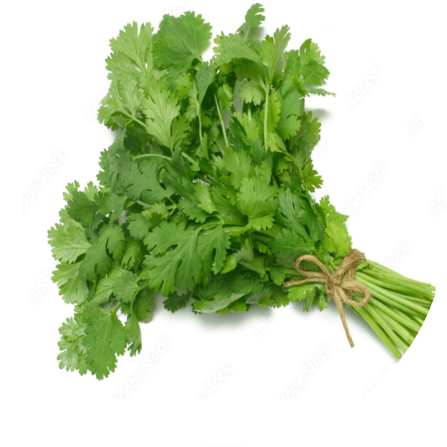 Coriander