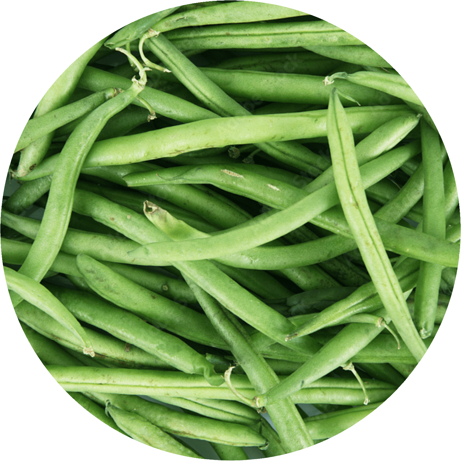 frenchbeans
