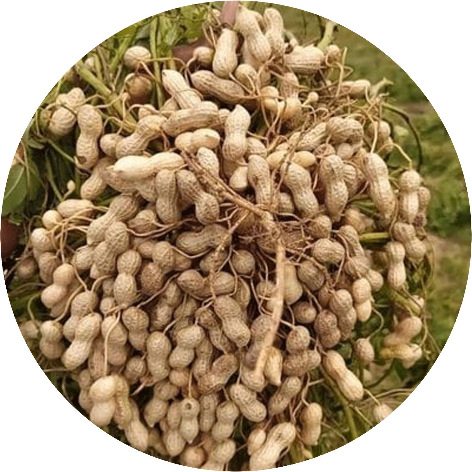 Groundnut